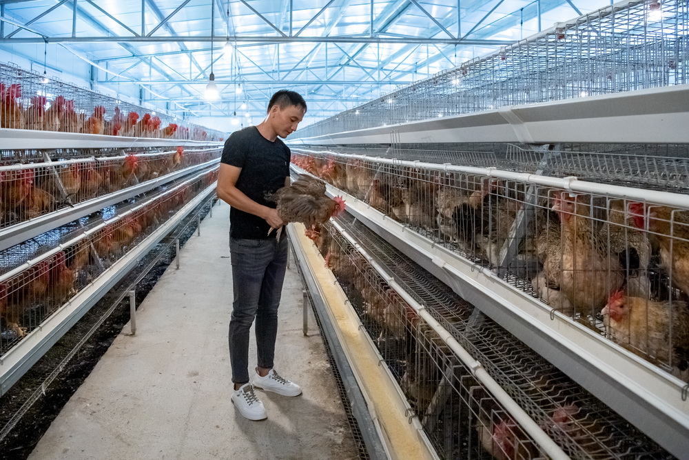 1678857344652066255.jpg 規(guī)模化的七百弄雞種雞房--黃嘉標(biāo)攝.jpg