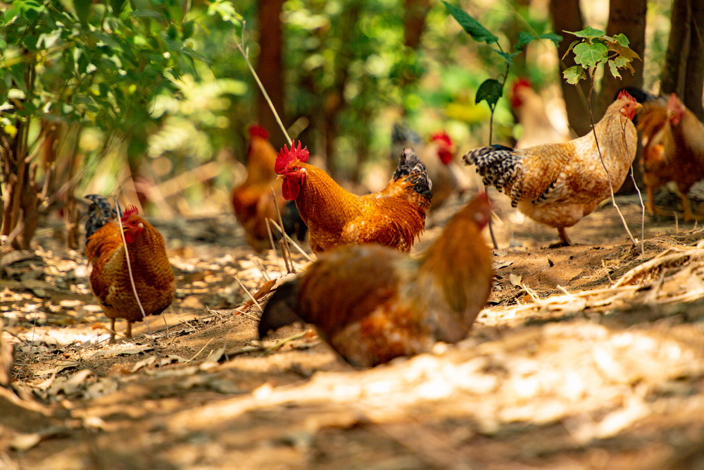 1678857355430030560.jpg 開(kāi)放式養(yǎng)雞場(chǎng) 黃嘉標(biāo)攝.jpg